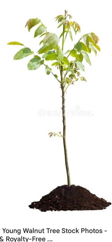 Photo of free Garden plants - young walnut tree (Heath End GU11) #1