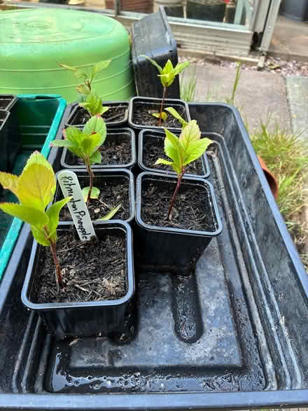 Photo of free Heritage Apple Saplings (Redditch, B98) #2