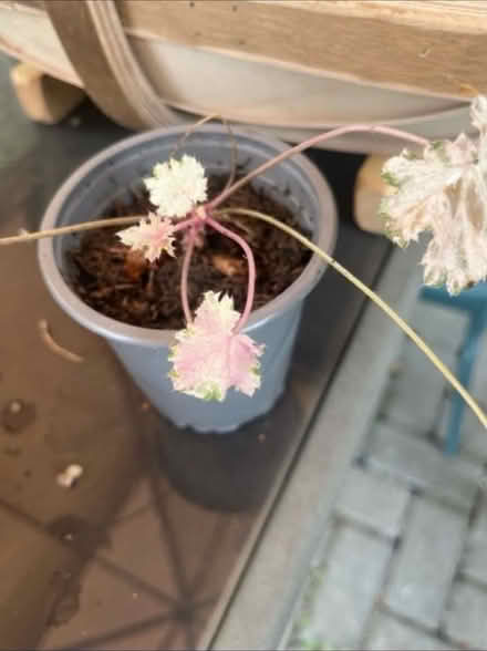 Photo of free Heuchera Frost Hardy Plant in Pot (Newburgh WN8) #3