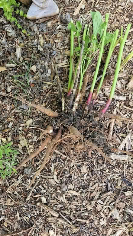 Photo of free Pink peony tubers (Oldends Farm GL10) #2