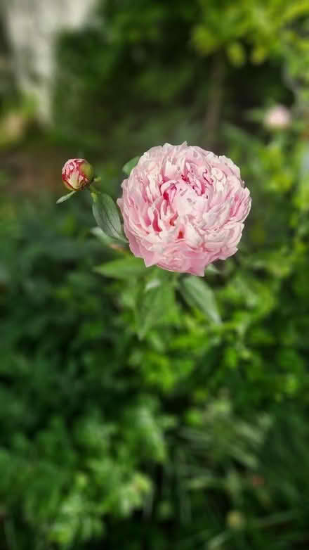 Photo of free Pink peony tubers (Oldends Farm GL10) #1