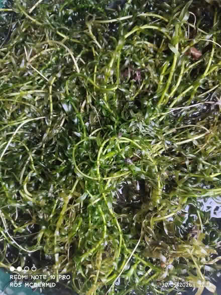 Photo of free Oxygenating pond weed (Aldwick PO21) #1