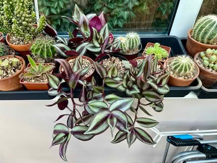 Photo of free Tradescantia/purple heart big&small (Hatfield AL10) #1