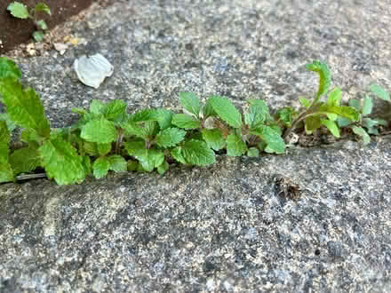 Photo of free Verbena bonariensis seedlings (Hatfield AL10) #4