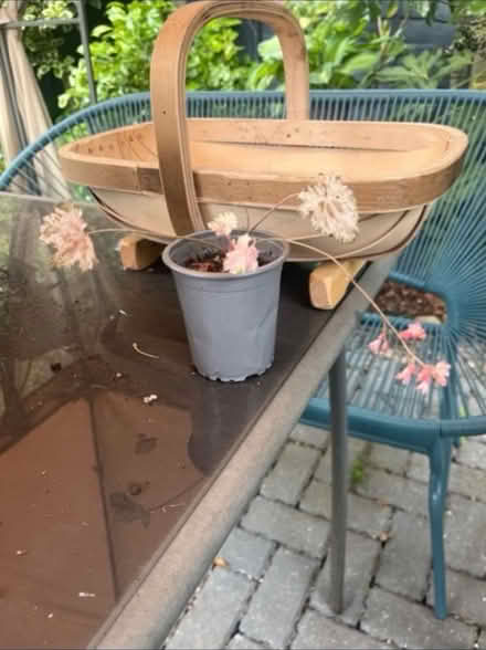 Photo of free Heuchera Frost Hardy Plant in Pot (Newburgh WN8) #2