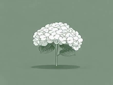 Photo of Hydrangea (Chipstead TN13) #1