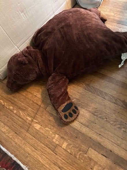 Photo of free Stuffed bear (Chevy Chase DC) #2