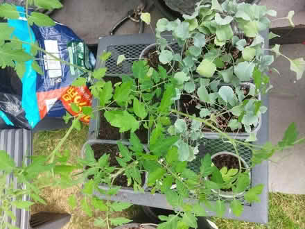 Photo of free Tomato plants, purple sprouting brocoli plants (Swaythling SO16) #1