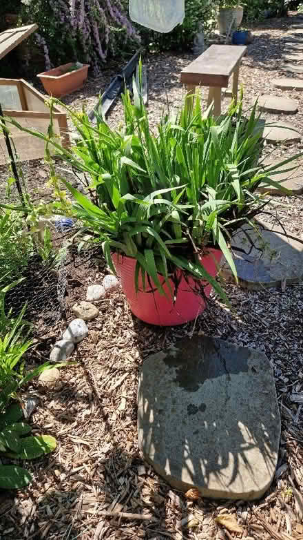 Photo of free Sisyrinchium striatum (Oldends Farm GL10) #2