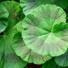 Photo of free Geranium cuttings (Jefferson Avenue Downers Grove) #1