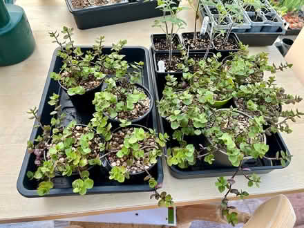 Photo of free Tradescantia/purple heart big&small (Hatfield AL10) #2