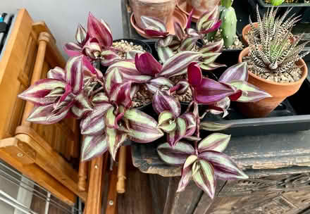 Photo of free Tradescantia/purple heart big&small (Hatfield AL10) #3
