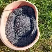 Photo of free dog bed/basket (Lexden CO3) #1
