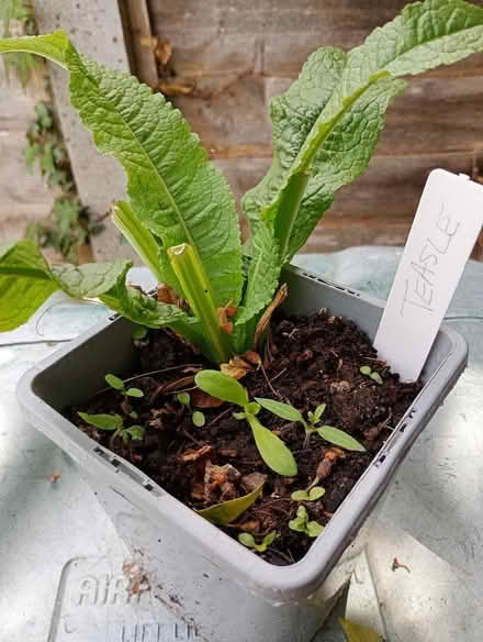Photo of free Teasle plant (Temple Cowley OX4) #1