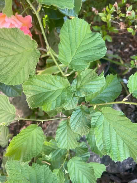 Photo of free Garden plants - Hazelnut (Heath End GU11) #1