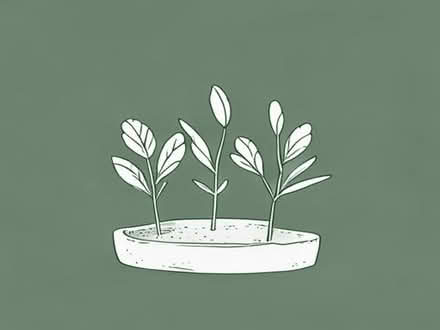 Photo of free Setaria seedlings (Southport PR9) #1