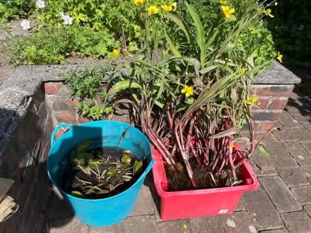 Photo of free Water Lily & Pond Buttercup Plants (gatley SK8) #1