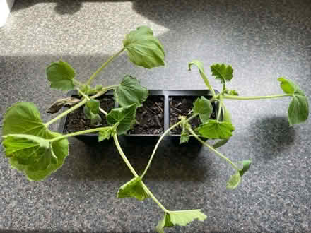 Photo of free Courgette Plants (BH21) #1
