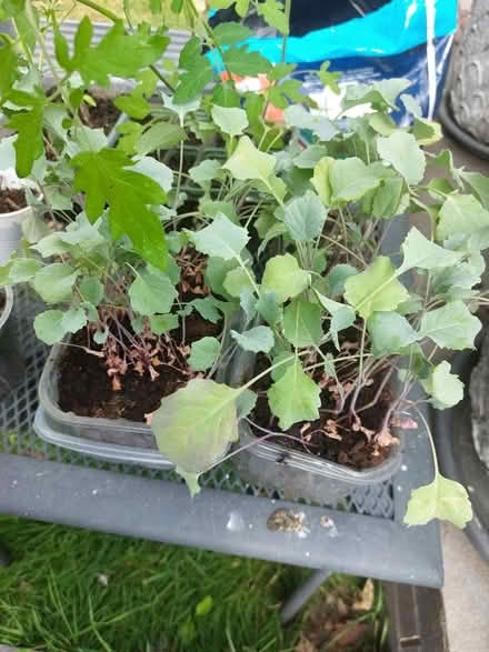 Photo of free Tomato plants, purple sprouting brocoli plants (Swaythling SO16) #3