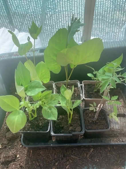 Photo of free Vegetable plants (Tunbridge Wells S. TN2) #1