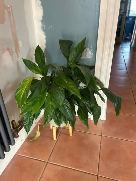 Photo of free Peace lily (Hesketh Bank PR4) #1