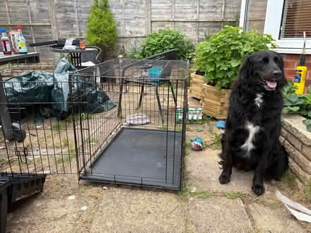 Photo of free Dog crate (Heysham LA3) #1
