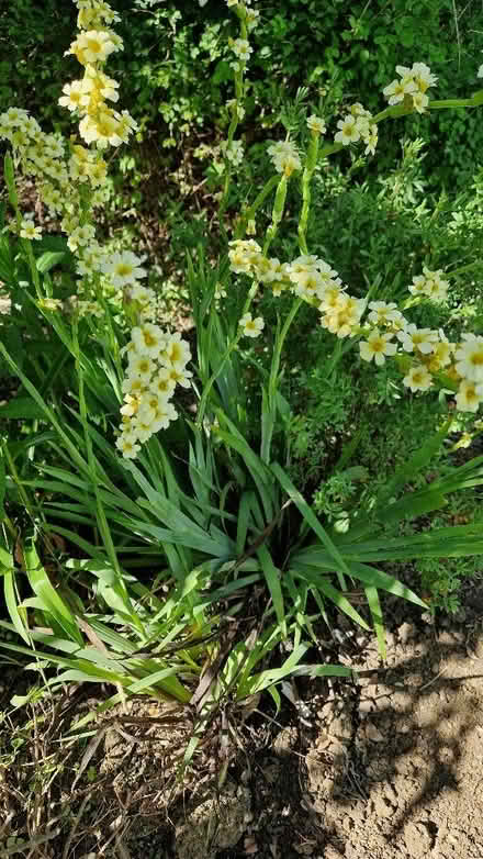 Photo of free Sisyrinchium striatum (Oldends Farm GL10) #1