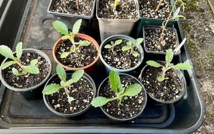 Photo of free Verbena bonariensis seedlings (Hatfield AL10) #3