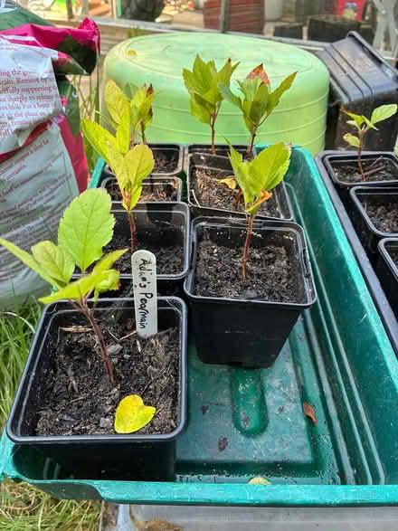 Photo of free Heritage Apple Saplings (Redditch, B98) #1