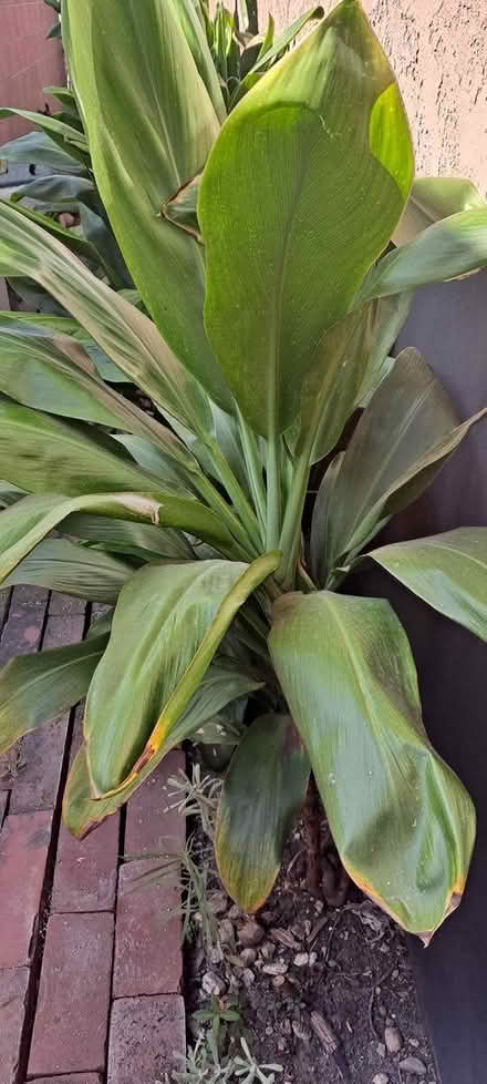 Photo of free Green ti leaf/plant (South Bay) #1