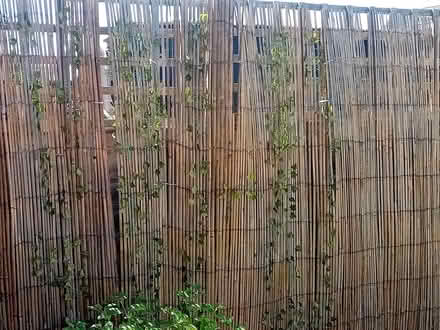 Photo of free Tall 6ft., bamboo fence covering (Penwortham PR1) #3