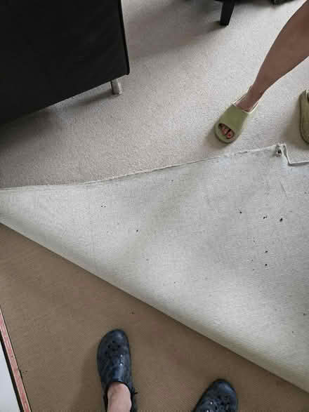 Photo of free Used lounge carpet and underlay (hop SE23) #1