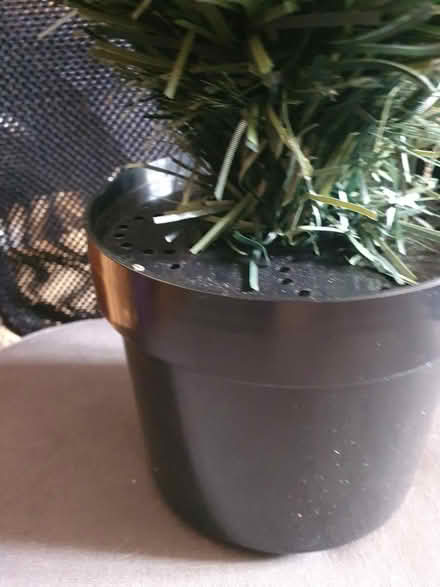 Photo of free Small Christmas tree (Westbury BA13) #3