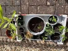 Photo of free Small plants/seedlings (Caldecott OX14) #1