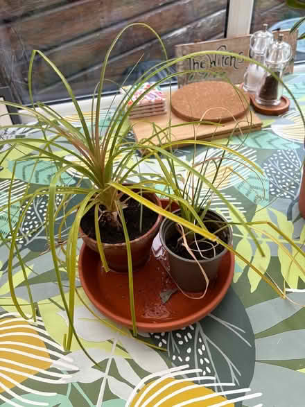 Photo of free House plants (LA3 Morecambe) #2