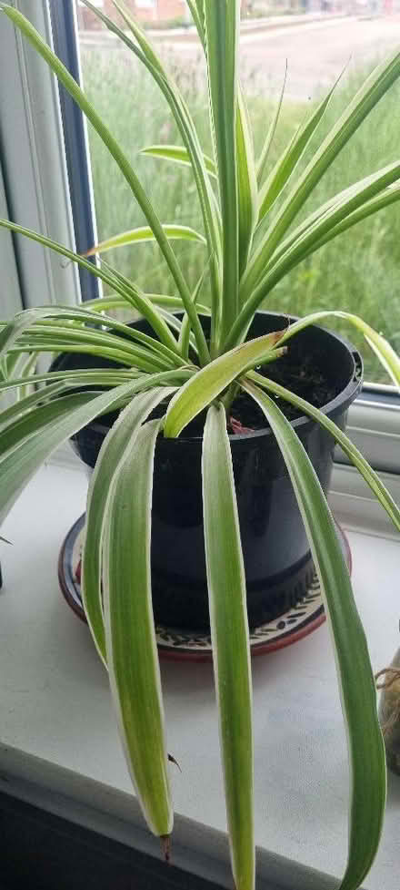 Photo of free 3 x houseplants (Penrith CA11) #1