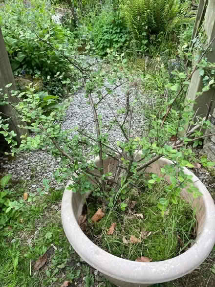 Photo of free Cotoneaster - Berry Bearing Shrub (Birch Vale SK22) #1