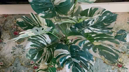 Photo of free Artificial plant (Clayton brook PR5 8) #4