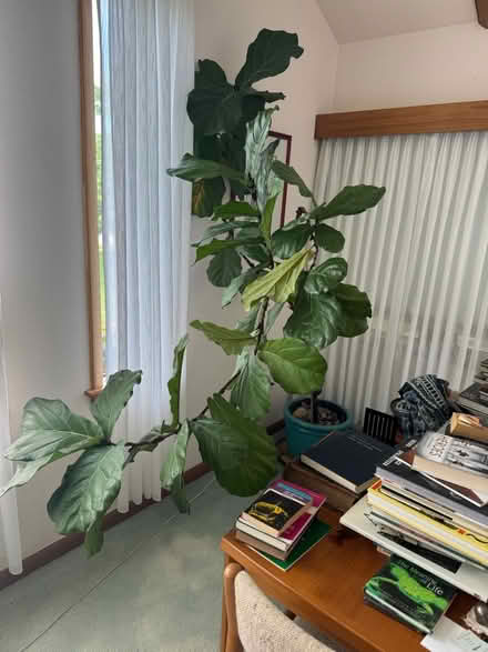Photo of free Fiddle Leaf Ficus (Abington, near Library) #1