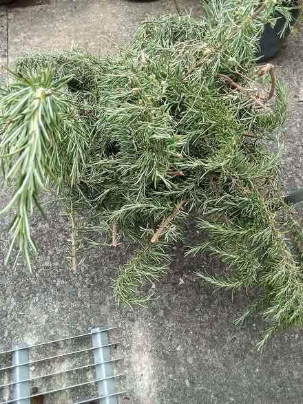 Photo of free Fresh rosemary, large pile (Westbury Fields BS9) #3