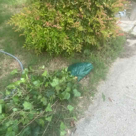 Photo of free Fresh cut Irish Ivy (Plano, TX. 75023) #2
