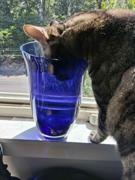 Photo of free Large Glass Vase (Interbay/Queen Anne) #2