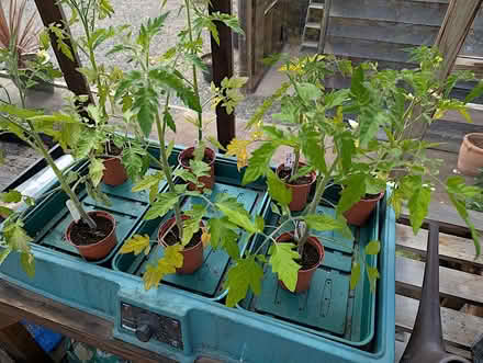 Photo of free Tomato Plants (Llandrindod LD1) #1