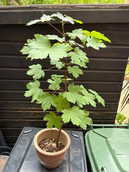 Photo of free Sycamore sapling (New Brighton) #1