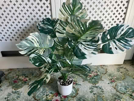 Photo of free Artificial plant (Clayton brook PR5 8) #3