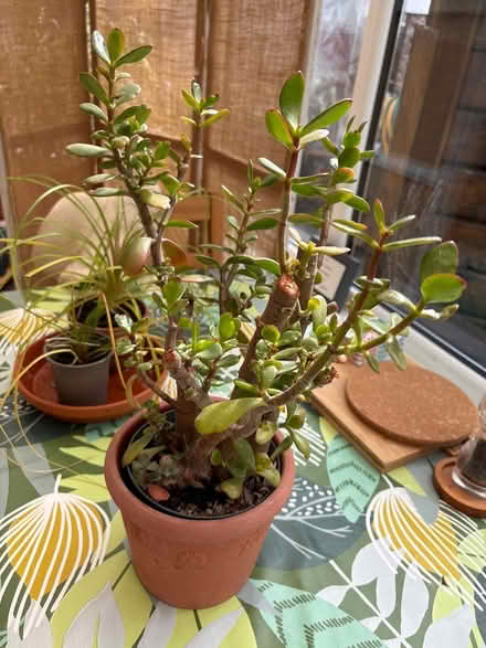 Photo of free House plants (LA3 Morecambe) #1