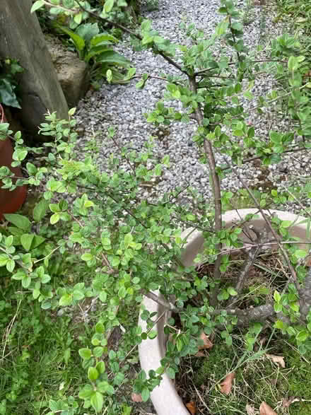 Photo of free Cotoneaster - Berry Bearing Shrub (Birch Vale SK22) #2