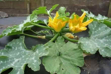Photo of Courgette and French climbing beans (SK8 Cheadle) #1