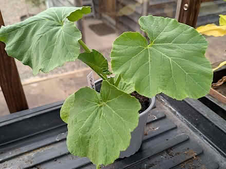 Photo of free "Crown Prince" squash plant (Llandrindod LD1) #1