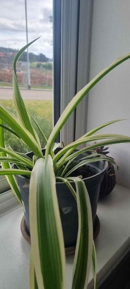 Photo of free 3 x houseplants (Penrith CA11) #2